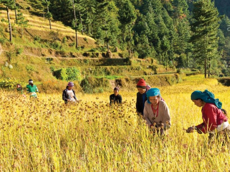 मेघ गर्जन चट्याङसहित वर्षाको सम्भावना